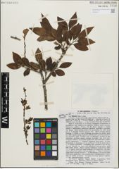 Foto von Salix glandulosa Seemen